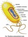 Prokaryotická bunka.jpg